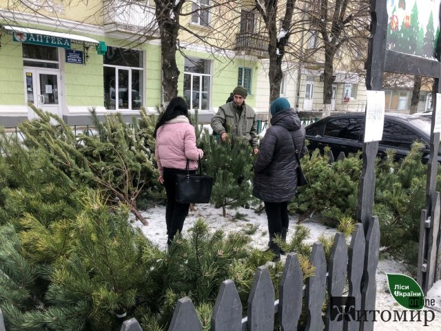 Лісівники Житомирщини та Київщини підготували для продажу майже 18 тисяч новорічних дерев. ФОТО