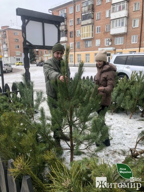Лісівники Житомирщини та Київщини підготували для продажу майже 18 тисяч новорічних дерев. ФОТО