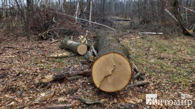 На території однієї з громад Житомирщини невідомі зрізали 222 дерева