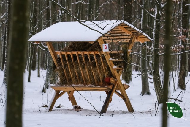 Красені-олені на території Баранівського лісомисливського господарства. ФОТО