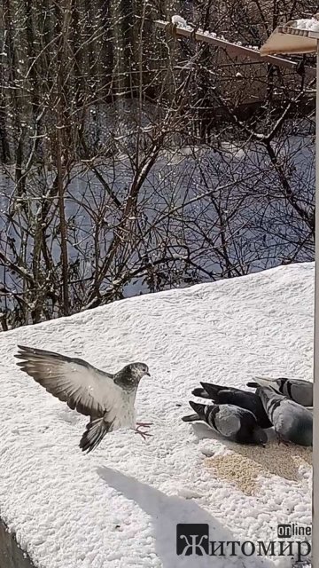 Водій житомирського водоканалу, який полюбляє птахів та малювати. ФОТО