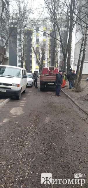 У Житомирі кронують здорові дерева?