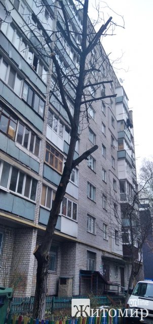 У Житомирі кронують здорові дерева?