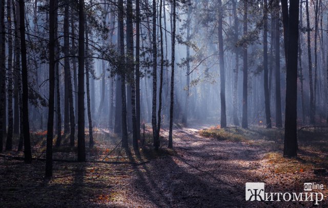 Таємничий ліс на Житомирщині. ФОТО