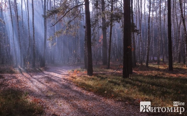 Таємничий ліс на Житомирщині. ФОТО