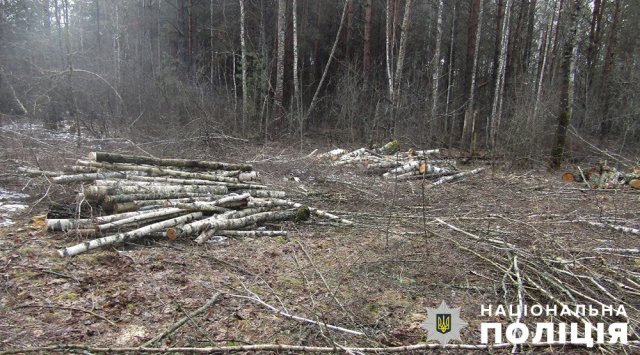 У лісгоспі на Житомирщині незаконно нарубали 9,3 кубометра дерев. ФОТО