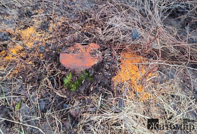 У лісі на Житомирщині прикордонники зупинили трактор з вільхою та знайшли місце незаконної порубки 60 дерев. ФОТО