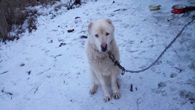 У Житомирі волонтери шукають хазяїв для собаки, яка двічі втрачала господарів