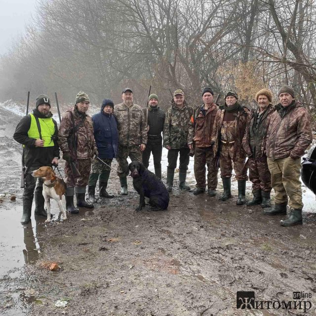 У Житомирській області почали відстрілювати диких лисиць