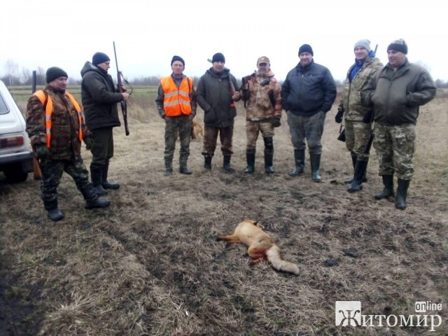 У Житомирській області почали відстрілювати диких лисиць