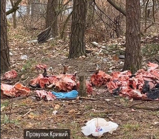 На околиці Житомира невідомі особи викинули рештки худоби На околиці Житомира невідомі особи викинули рештки худоби