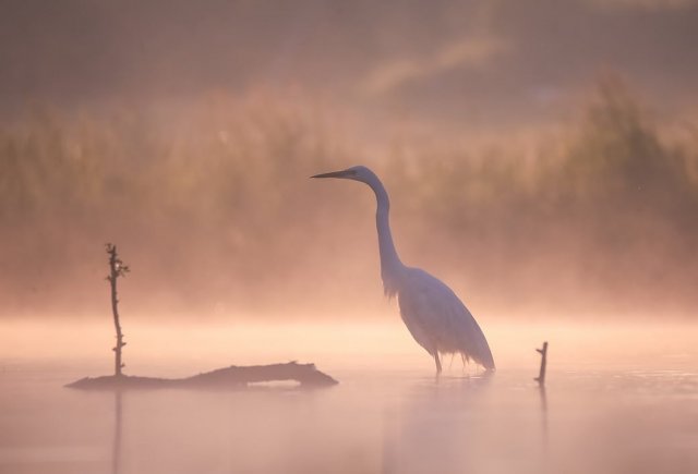 Житомирській фотограф робить унікальні знімки. ФОТО