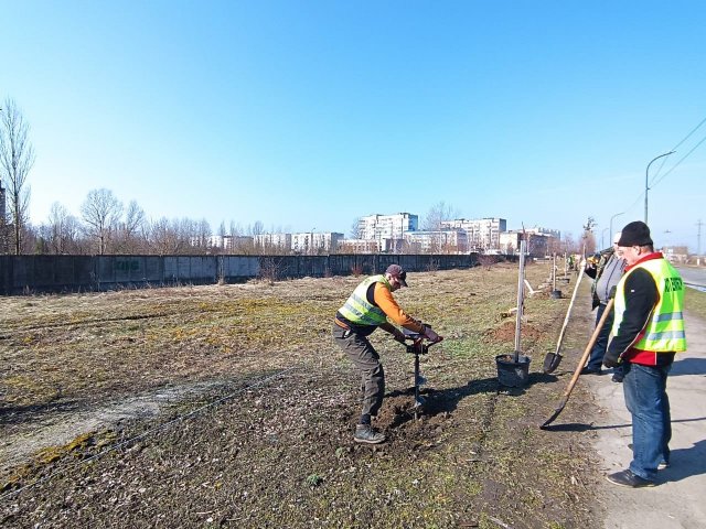 Весняна толока в Малині: висадили 40 нових дерев. ФОТО