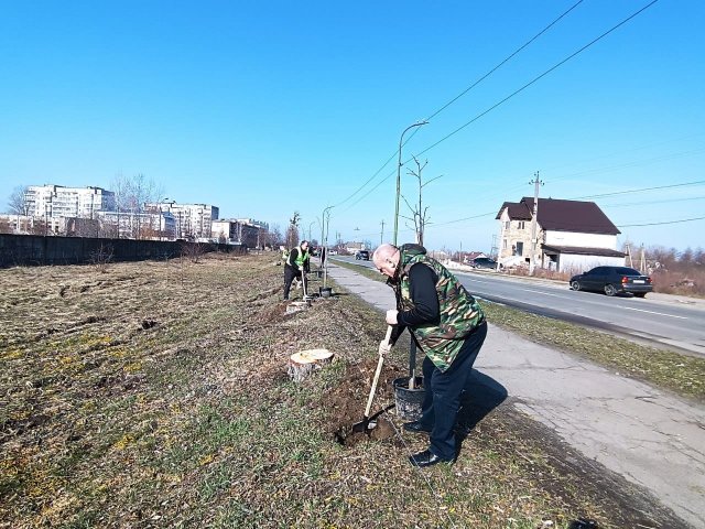 Весняна толока в Малині: висадили 40 нових дерев. ФОТО