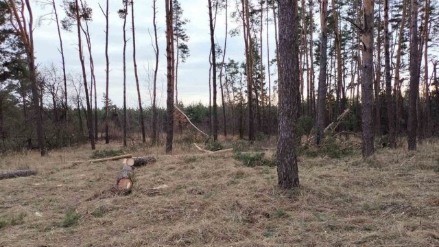 Незаконно зрізали сосни: на Малинщині затримали місцевих жителів