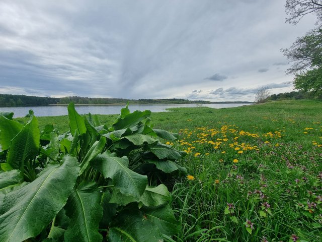 Житомирський гідропарк зазеленів. ФОТО