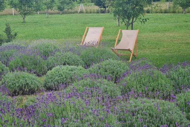 На Житомирщині родина вирощує тисячу кущів лаванди