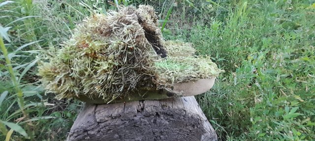 У Житомирі представили біодизайнерську колекцію з рослин та грибів. ФОТО