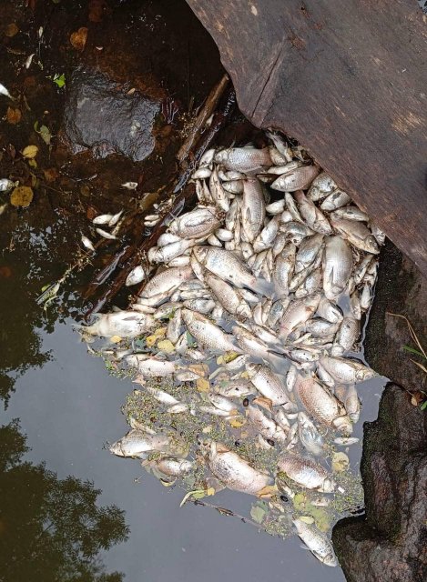 У Житомирській області зафіксувано факт масового мору риби