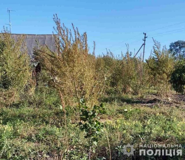 Житель Житомирського району вирощував коноплі, як «прикорм для риболовлі»