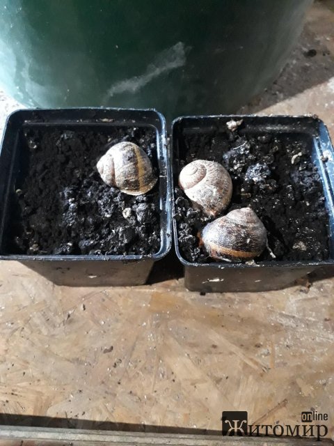 1586762554_image