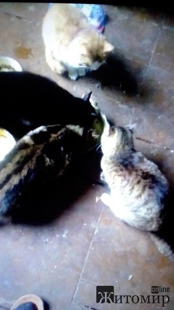 1591343836_image