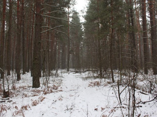 1616400896_852d06f-drevlyanskiy-zapovidnik-1