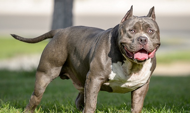 1712816951_amerikanskij-bandog-1