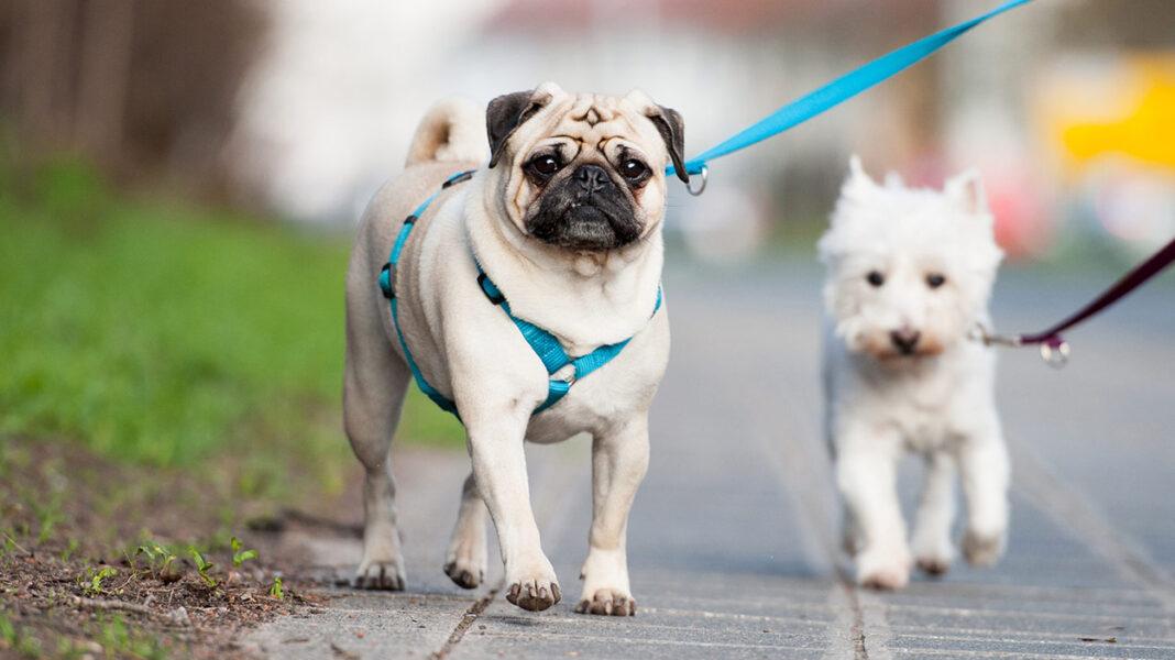 best-harness-for-pugs-header