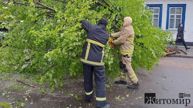 У Коростені через сильні пориви вітру дерево впало на автомобіль У Коростені через сильні пориви вітру дерево впало на автомобіль