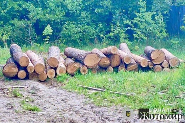 В Олевській громаді молодик привів соснові колоди без документів на переробку. ФОТО
