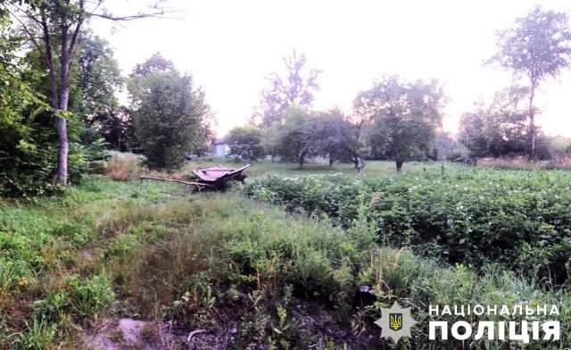 На Житомирщині чоловік вирощував на своєму городі 1500 рослин конопель. ФОТО