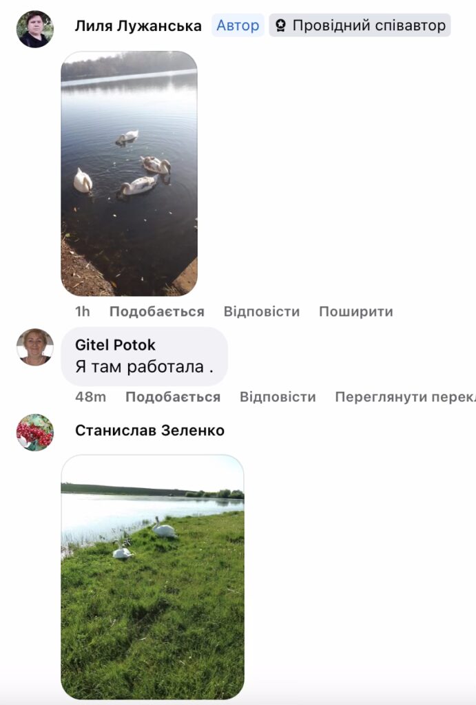 Лебеді на зимовому ставку у Бердичеві. ФОТО - фото №2