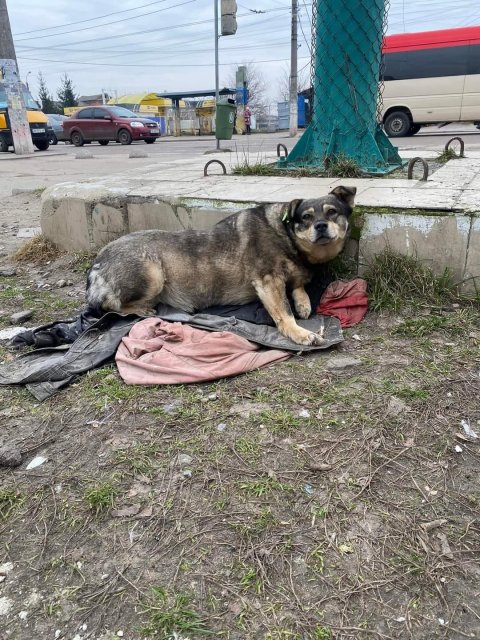 На Крошні в Житомирі нелюди підпалили безпритульну собаку. ФОТО