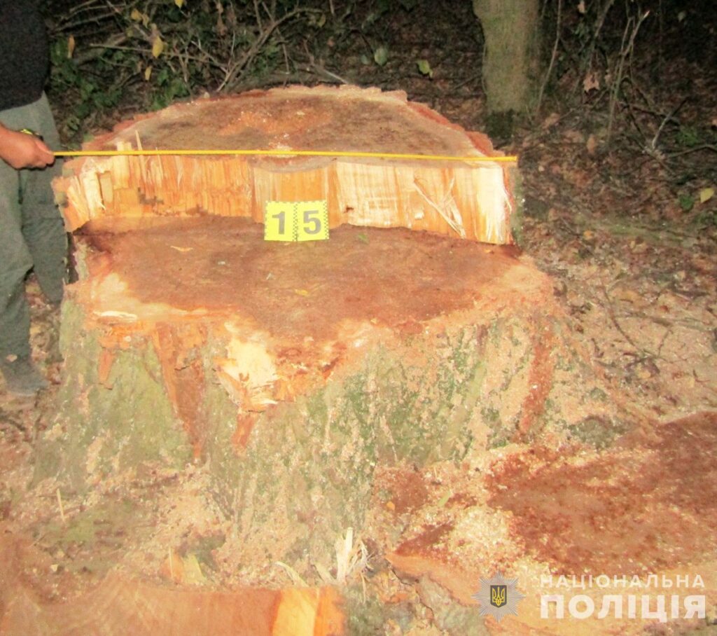 Незаконно вирубали ліс на понад 600 тис. грн - на Бердичівщині правоохоронці оголосили про підозри двом підприємцям - Події. Джерело: Zhitomir-OnLine Незаконно вирубали ліс на понад 600 тис. грн - на Бердичівщині правоохоронці оголосили про підозри двом підприємцям - фото №1