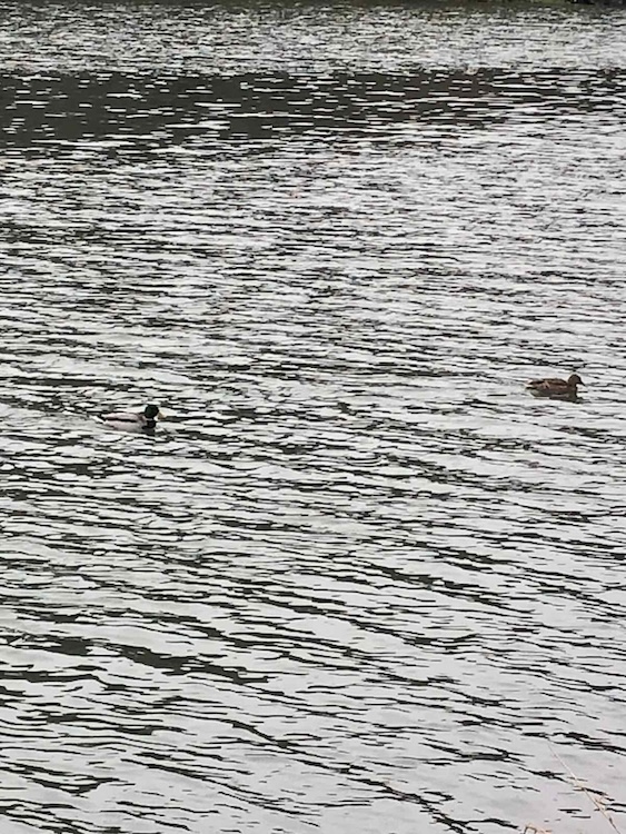 На Тетереві знову залишились зимувати дикі крижні - Топ-новини, Події. Джерело: Zhitomir-OnLine На Тетереві знову залишились зимувати дикі крижні - фото №2