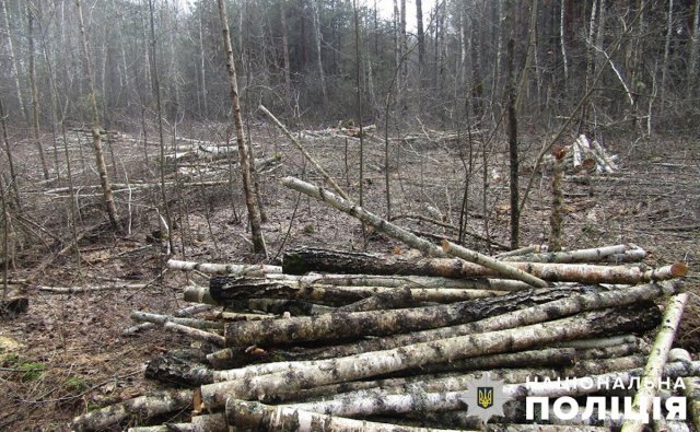 У лісгоспі на Житомирщині незаконно нарубали 9,3 кубометра дерев. ФОТО У лісгоспі на Житомирщині незаконно нарубали 9,3 кубометра дерев. ФОТО