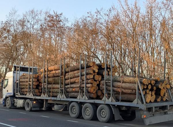 Патрульні на Житомирщині зупинили вантажівки з деревиною без документів. ФОТО - Події. Джерело: Zhitomir-OnLine Патрульні на Житомирщині зупинили вантажівки з деревиною без документів. ФОТО - фото №