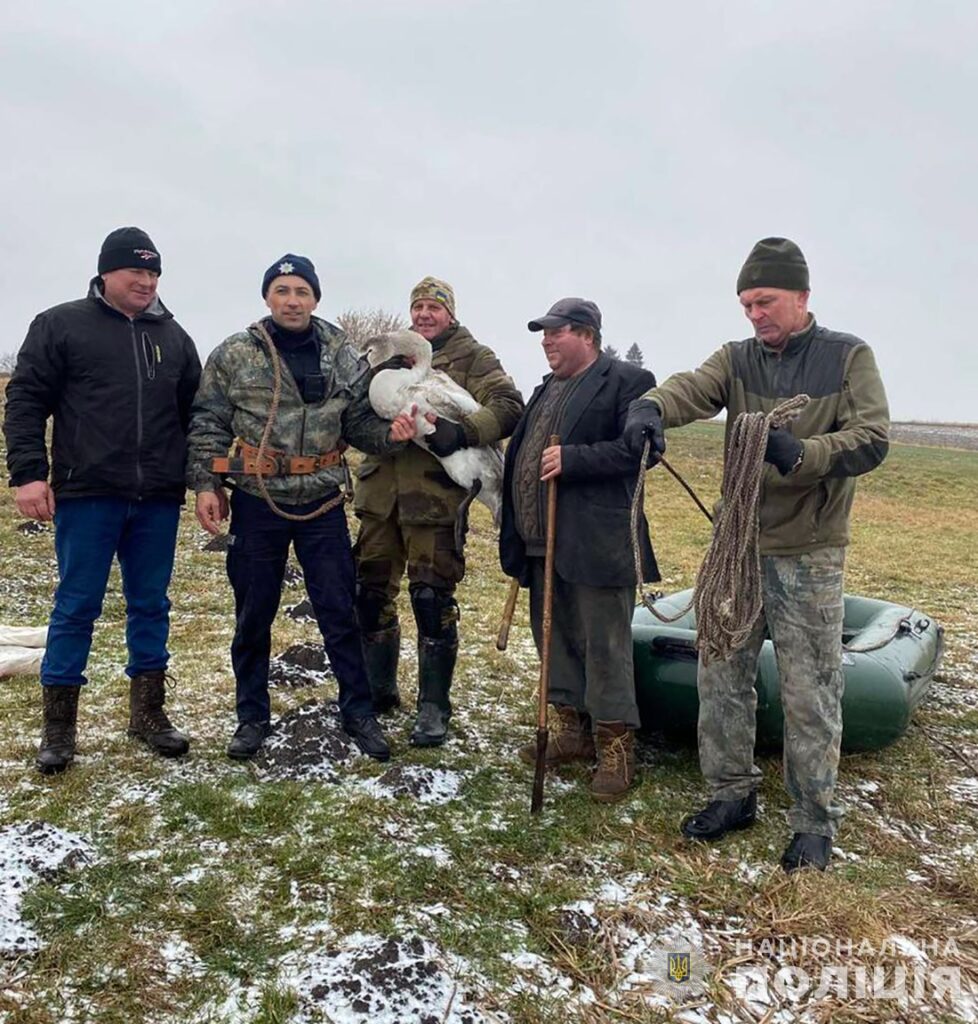 Кожне життя важливе: на Звягельщині поліцейський офіцер громади допоміг врятувати лебедя - фото №