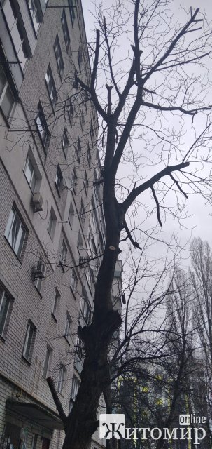 У Житомирі кронують здорові дерева? У Житомирі кронують здорові дерева?