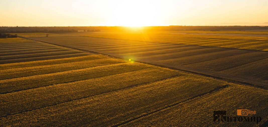 sunflowers-field-at-sunset-tuscan-countryside-ital-6N2V89U-min-scaled-1