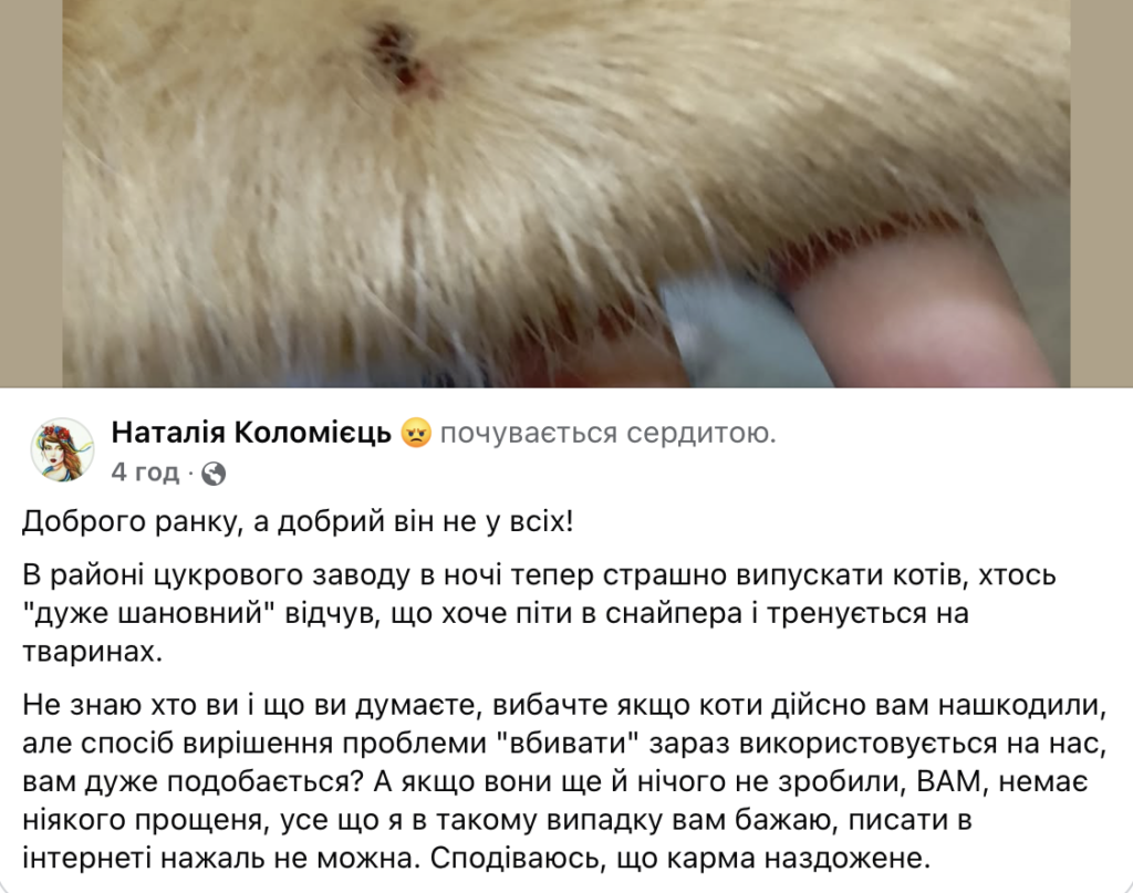 У Бердичеві невідомі почали відстрілювати котів - Події. Джерело: Zhitomir-OnLine У Бердичеві невідомі почали відстрілювати котів - фото №