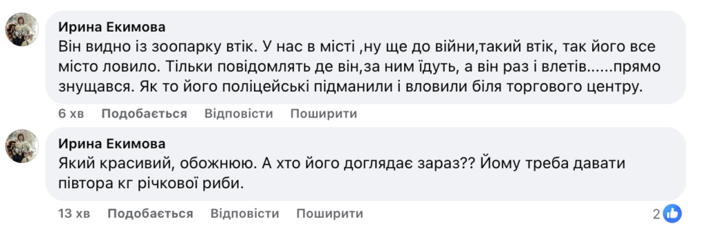 У Бердичівському районі знайдено пелікана: шукають його власників - Події. Джерело: Zhitomir-OnLine У Бердичівському районі знайдено пелікана: шукають його власників - фото №