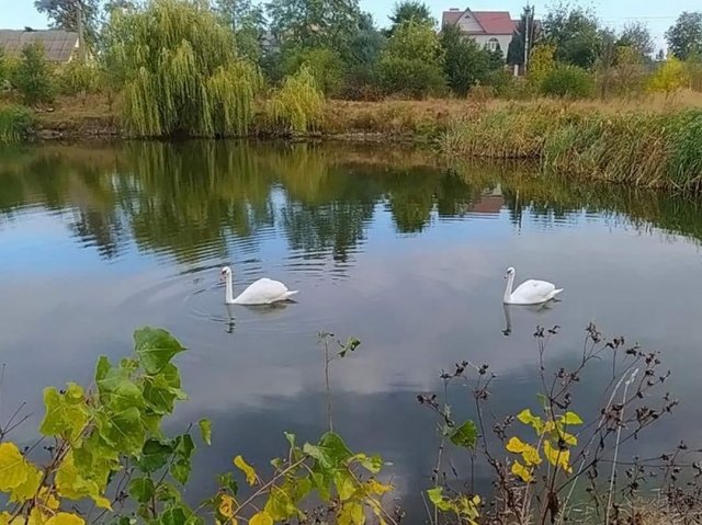 Лебеді на водоймі в Баранівці. ФОТО