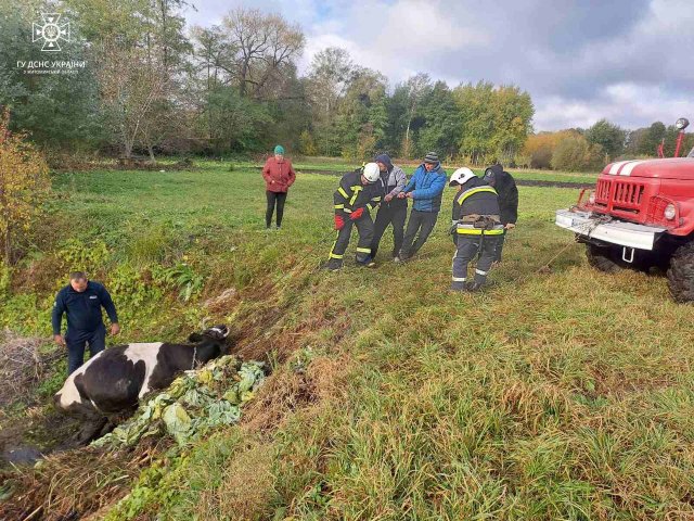 На Житомирщині рятувальники витягували з багнюки корову. ФОТО На Житомирщині рятувальники витягували з багнюки корову. ФОТО