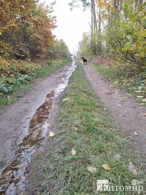 Однією з вулиць в Зарічанах тече вода, у лісі утворилося озеро. ФОТО