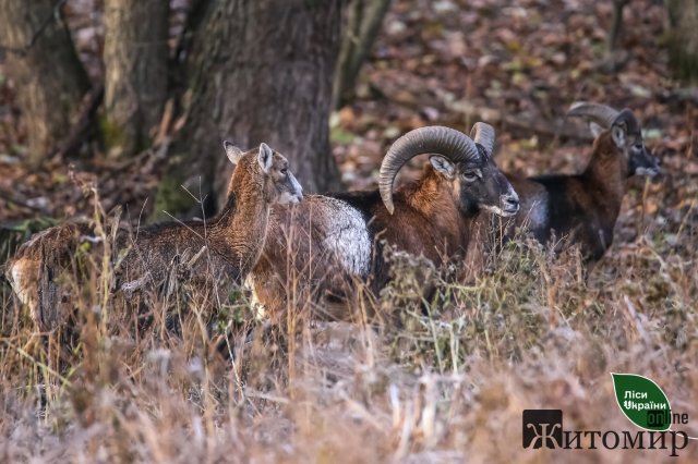 Лісівники Житомирщини третій рік поспіль займаються розведенням муфлонів