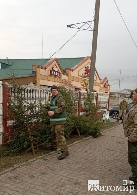 На автотрасі в Житомирській області чоловік продавав незаконно заготовлені ялинки На автотрасі в Житомирській області чоловік продавав незаконно заготовлені ялинки