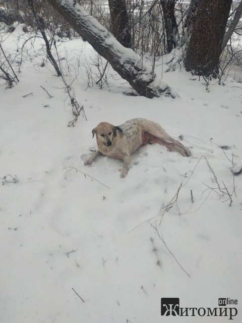 У Коростені з річки водолази витягнули двох собак. ФОТО У Коростені з річки водолази витягнули двох собак. ФОТО