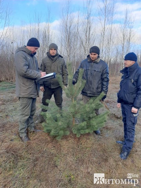 Правоохоронці спільно з лісівниками провели рейд на Звягельщині та виявили незаконні порубки хвойних дерев. ФОТО Правоохоронці спільно з лісівниками провели рейд на Звягельщині та виявили незаконні порубки хвойних дерев. ФОТО